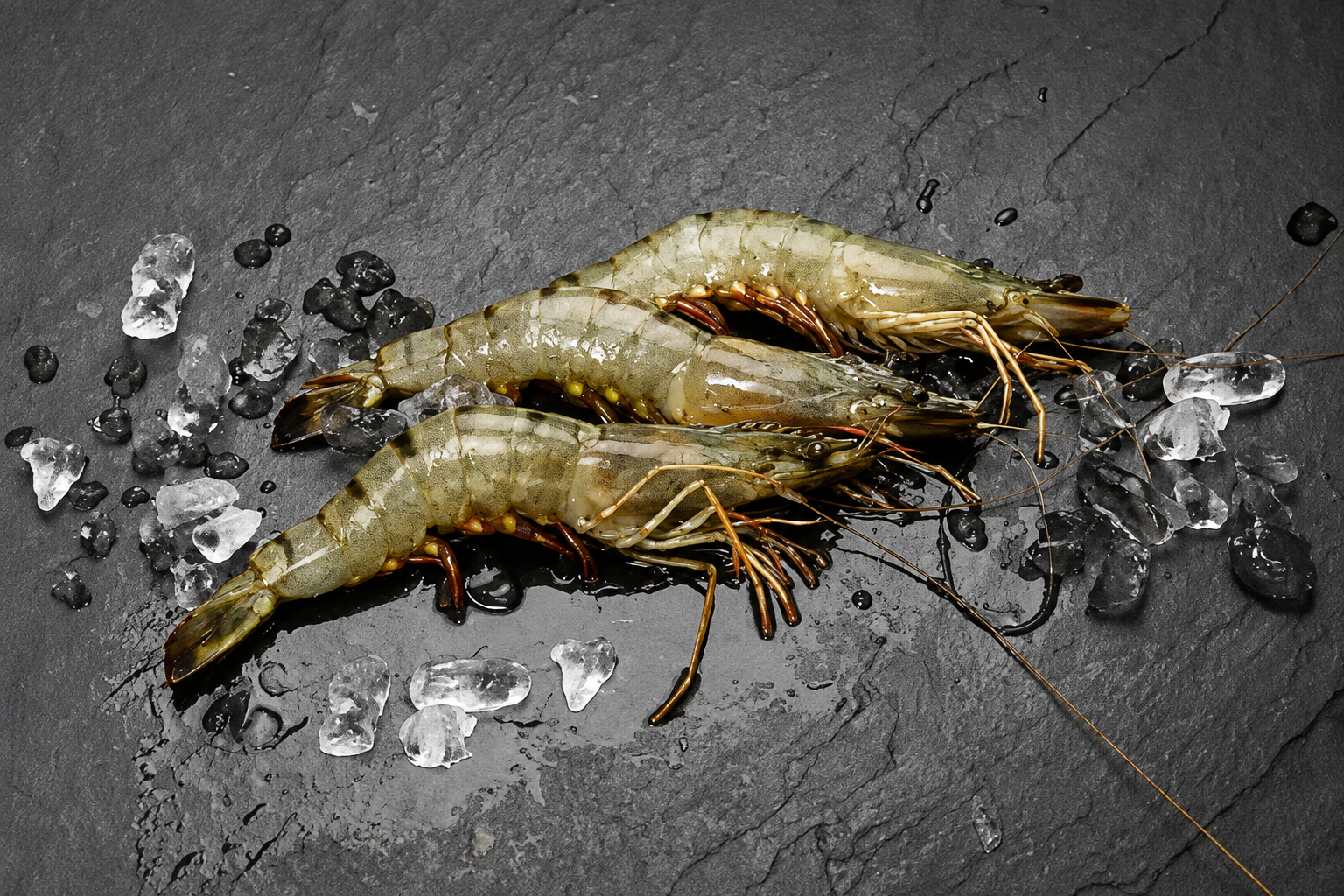 16/20 Black Tiger Gambas / Riesengarnelen mit Kopf und Schale, Schachtel mit 16-20 Stück