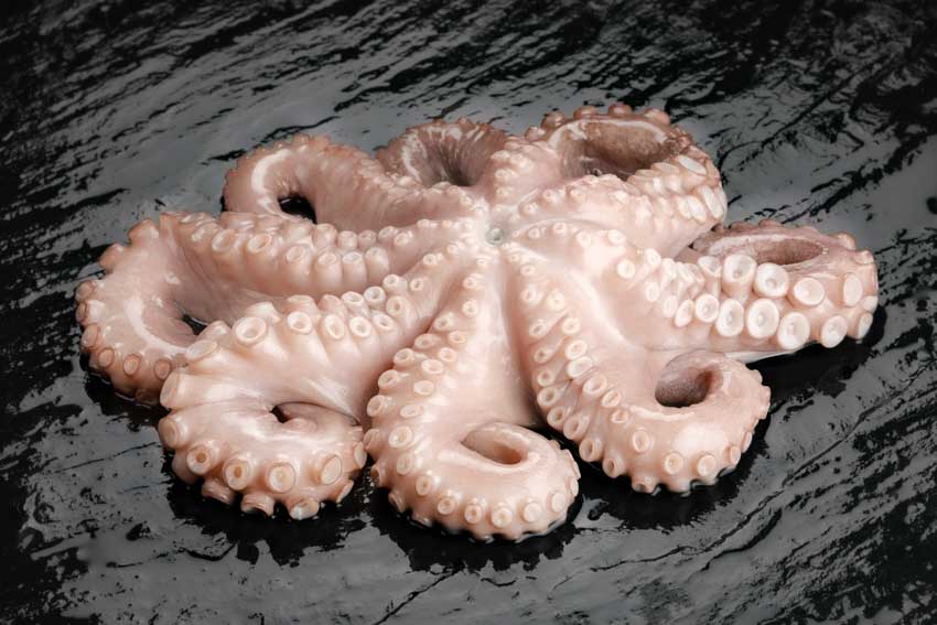 Atlantischer ganzer Oktopus aus Wildfang