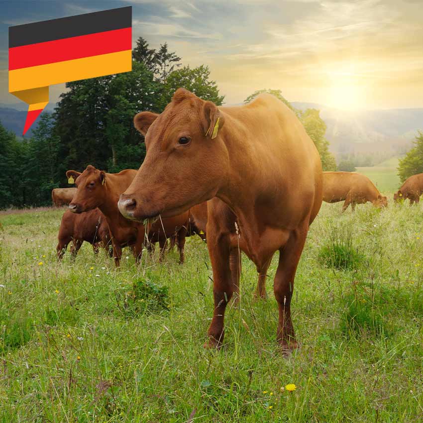 Rindfleisch Fleisch online kaufen TellerMitte.de