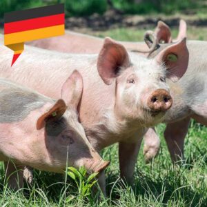 Deutsches Dry Aged Schwein