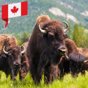 Kanadisches Bison