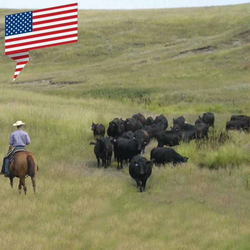 USA - Black Angus