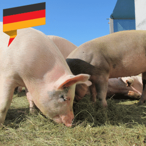 Deutsches Spanferkel