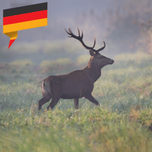 Hirsch
