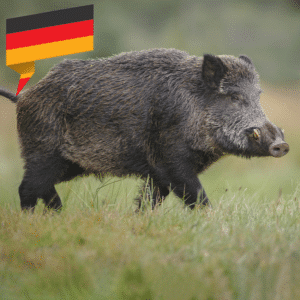 Wildschwein